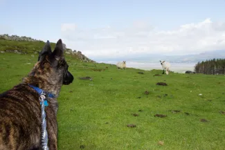 Dog staring out over field