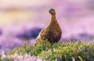Red grouse
