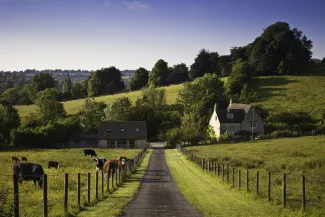 Cows grazing near road on farm