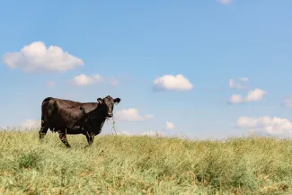 Cow in a field.