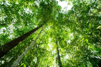 Bottom view of tree trunk to green leaves of trees in forest