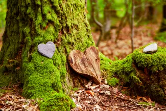 Green burial marker in a forest