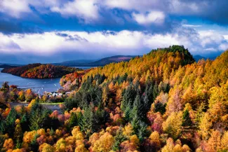 Forest in the Highlands