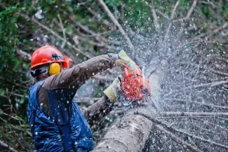 Worker cutting a tree with a chainsaw