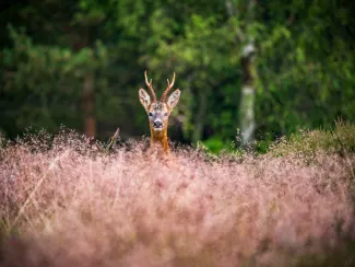 Deer in Scottish borders