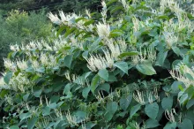 Japanese knotweed