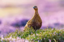 Red grouse