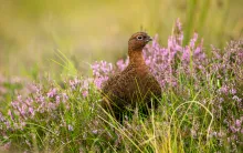 Red grouse bird in field with purple flowers
