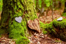 Green burial marker in a forest